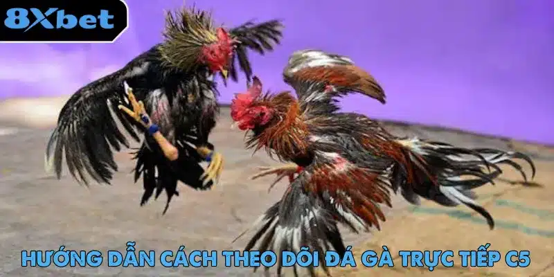 Đá gà trực tiếp C5 có lượng người dùng lớn và phản hồi tích cực về dịch vụ