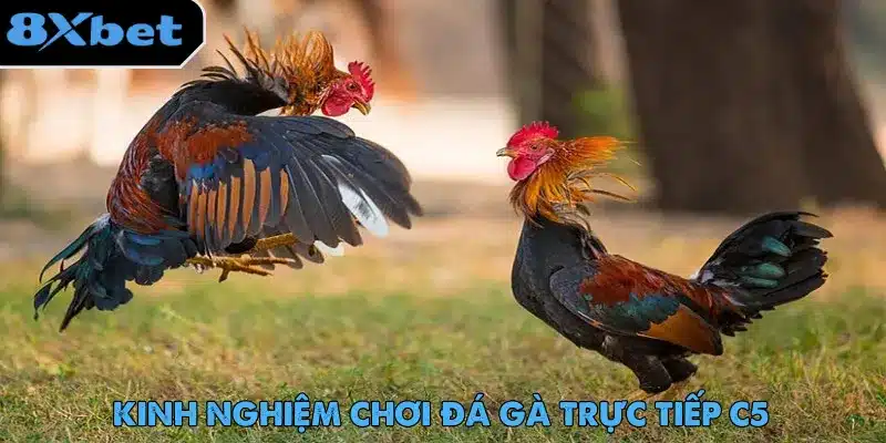 Đá gà trực tiếp C5 cùng những mẹo hay dành cho tân binh cá cược